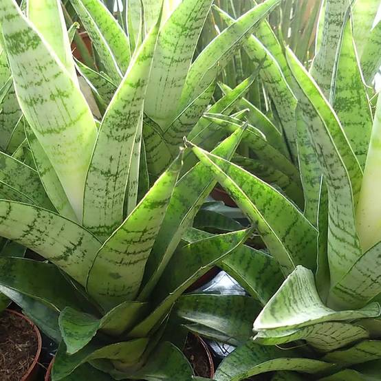 Gardenersdream - Sansevieria Tough Lady | Cadeau Plantes D'Intérieur À Vendre | Idéale Pour La Maison Ou Le Bureau - GardenersDream - Image 3