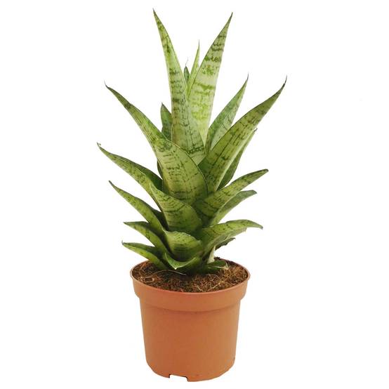 Gardenersdream - Sansevieria Tough Lady | Cadeau Plantes D'Intérieur À Vendre | Idéale Pour La Maison Ou Le Bureau - GardenersDream - Image 2