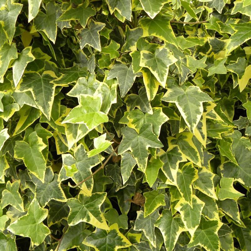 Lierre des bois Goldchild - Godet - 5/20 cm - Image 1