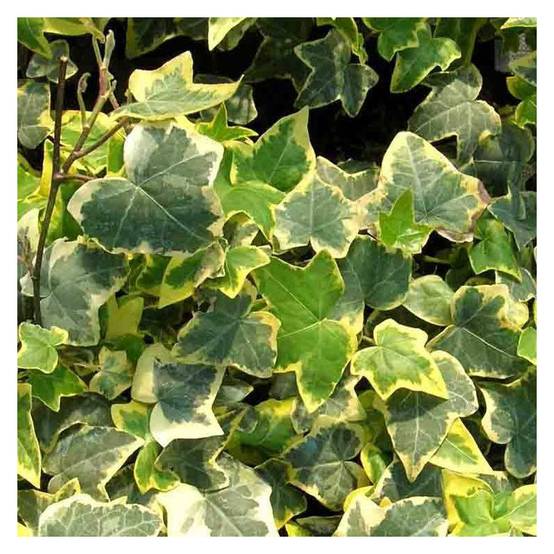 Lierre des bois Goldchild - Godet - 5/20 cm - Image 5