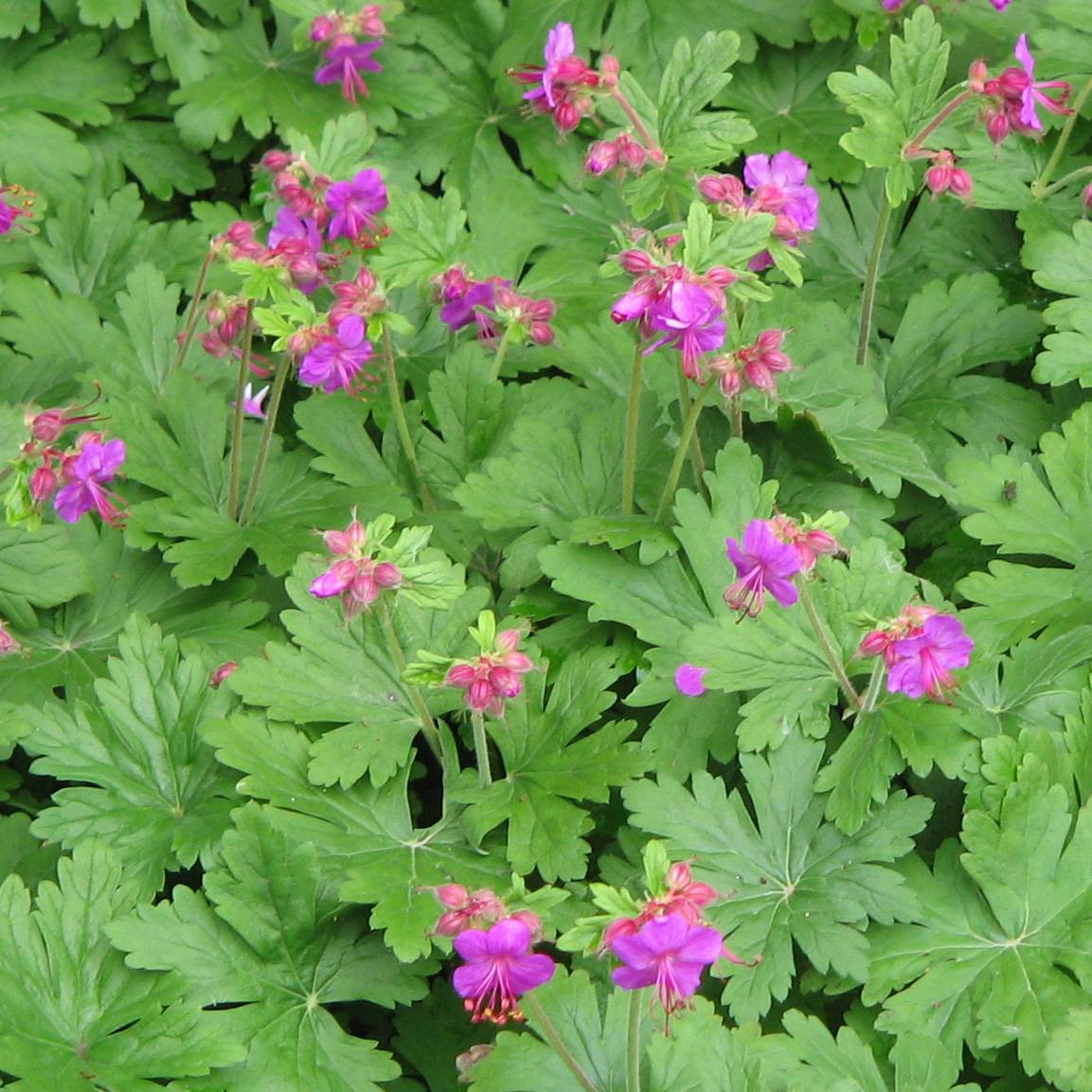 Promesse de Fleurs - Géranium vivace macrorrhizum Bevan s Variety Godet de 8/9 cm