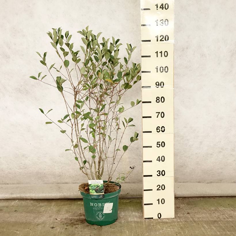 Aronia melanocarpa Autumn Magic Pot de 7,5L/10L - Image 2