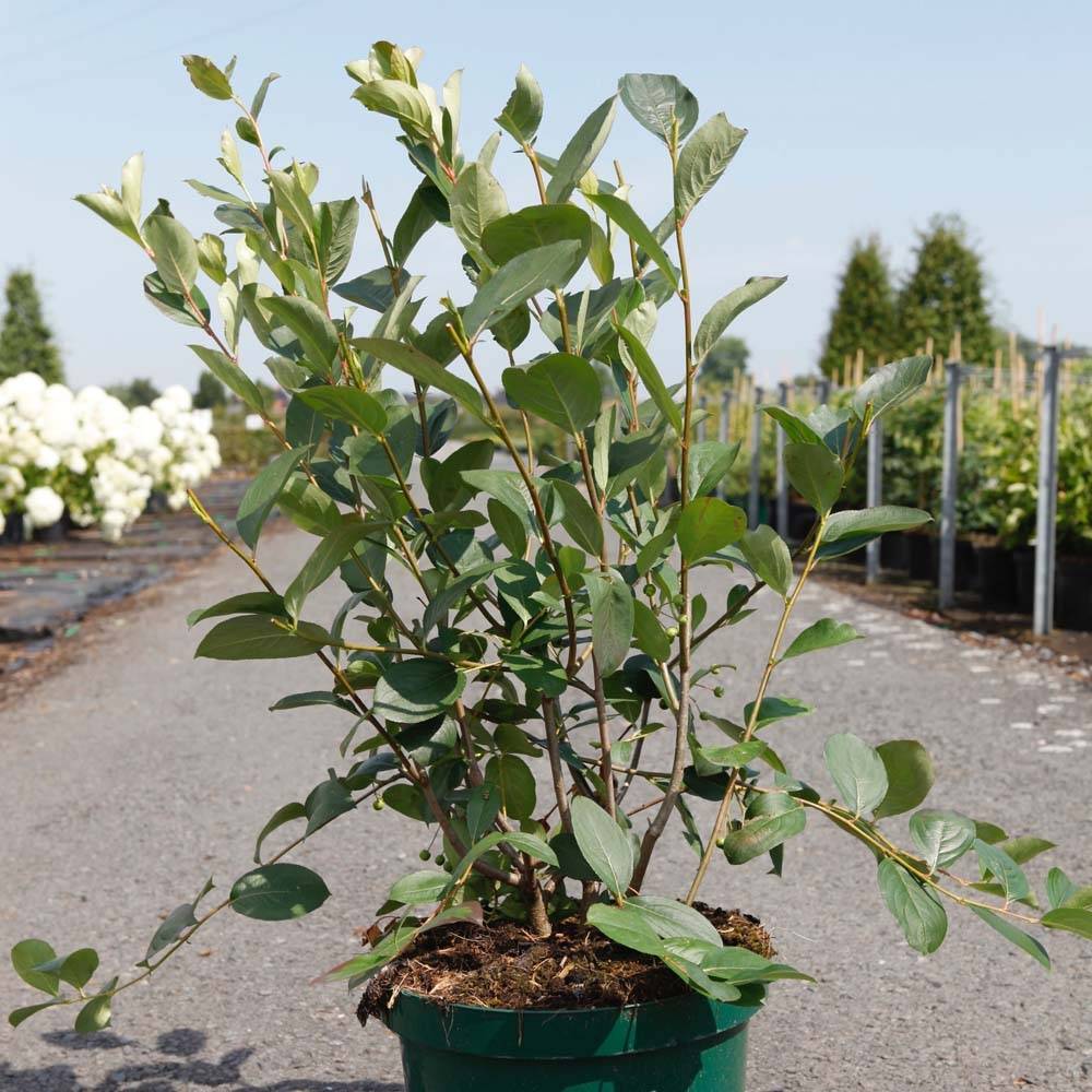 Aronia melanocarpa Autumn Magic Pot de 7,5L/10L - Image 1