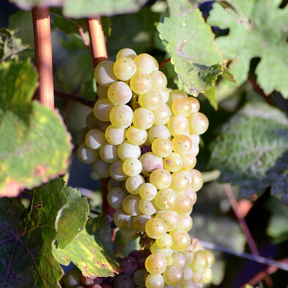 Vigne de table Luglienga - Vitis vinifera Pot de 1,5L/2L