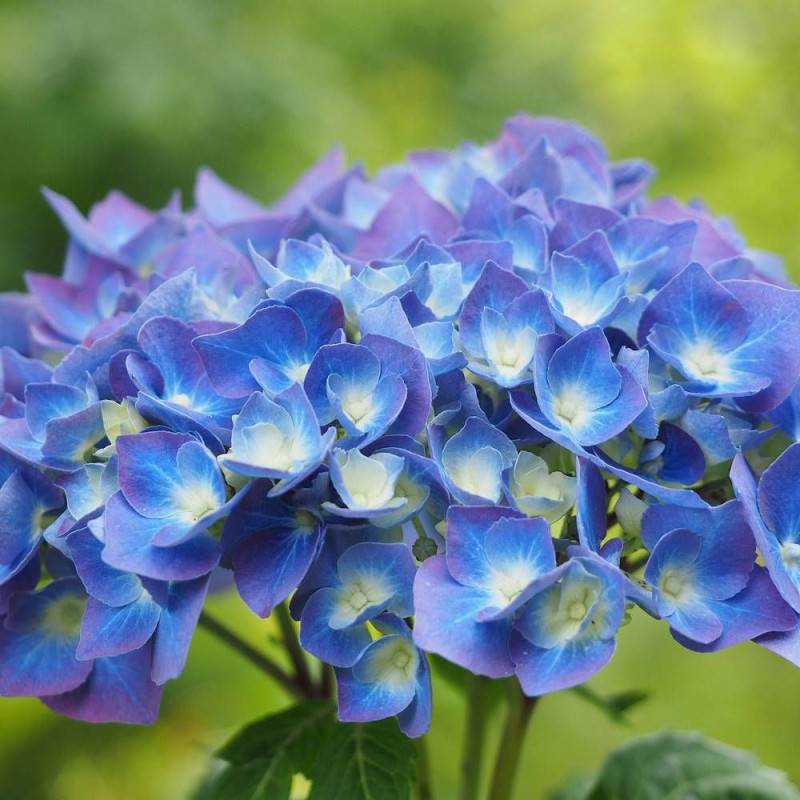 Hortensia Bleu, Hydrangea macrophylla à fleurs Bleue - feuillage Caduc - Pot de 4L - 40/60 cm-  hauteur à maturité De 1,00 m à 1,50 m - Image 1