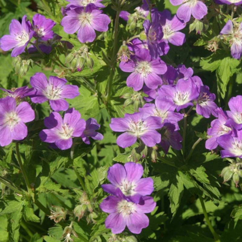 Géranium vivace des bois Mayflower à fleurs Mauve - feuillage Persistant - Godet-  hauteur à maturité De 0,50 m à 1,00 m