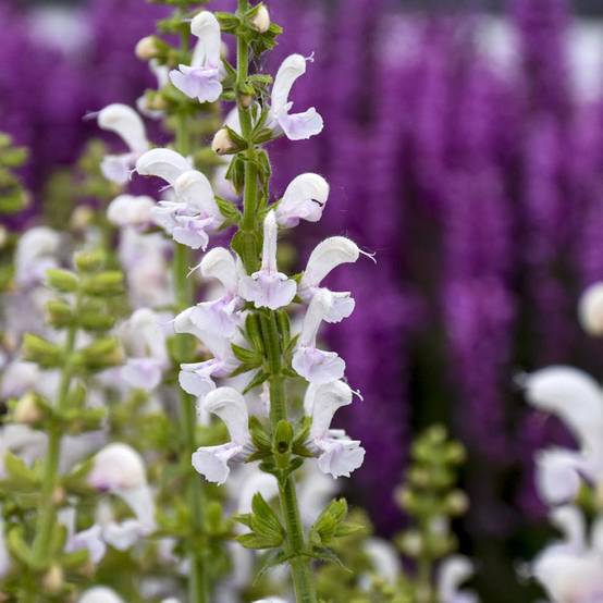 Sauge Spires Snow Kiss - Salvia hybrida Godet de 8/9 cm