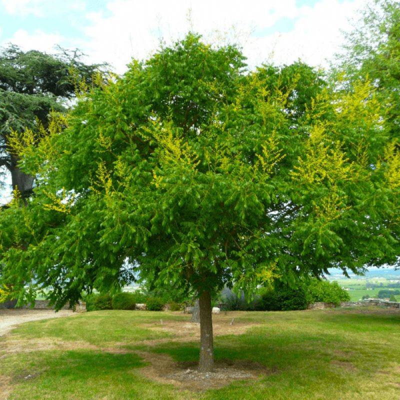 Savonnier (Koelreuteria paniculata) - Godet - Taille 20/40cm - Pépinières Naudet