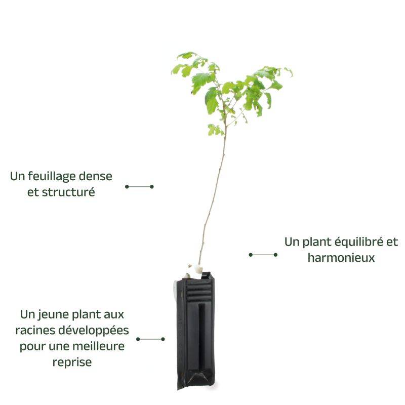 Savonnier (Koelreuteria paniculata) - Godet - Taille 20/40cm - Pépinières Naudet - Image 4