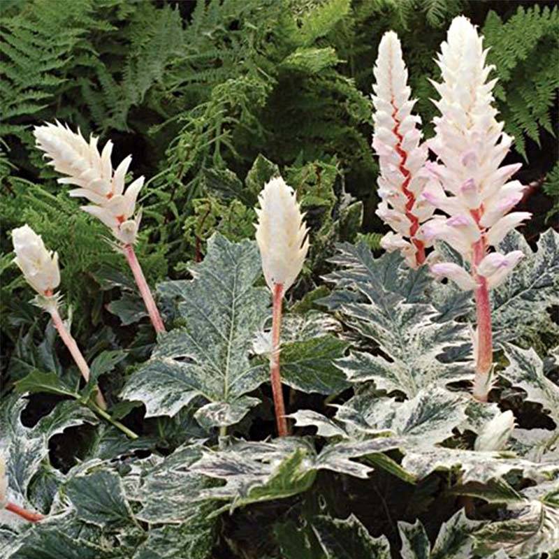 Promesse de Fleurs - Acanthus Whitewater - Acanthe hybride panachée Godet de 7/8 cm