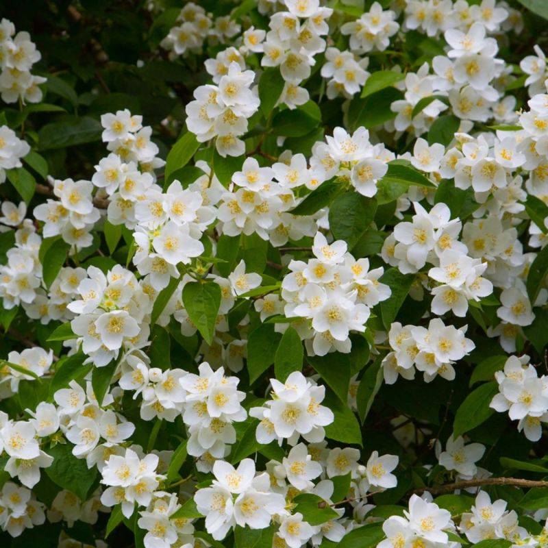 Seringat commun (Philadelphus coronarius) - Godet - Taille 10cm - Pépinières Naudet - Image 1
