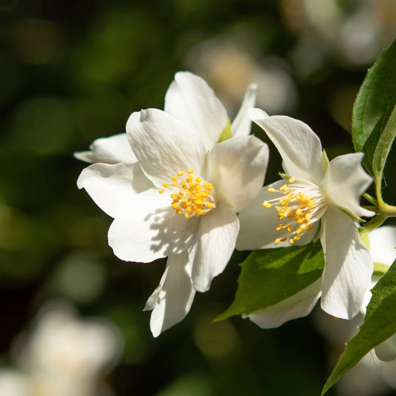Seringat commun (Philadelphus coronarius) - Godet - Taille 10cm - Pépinières Naudet - Image 1