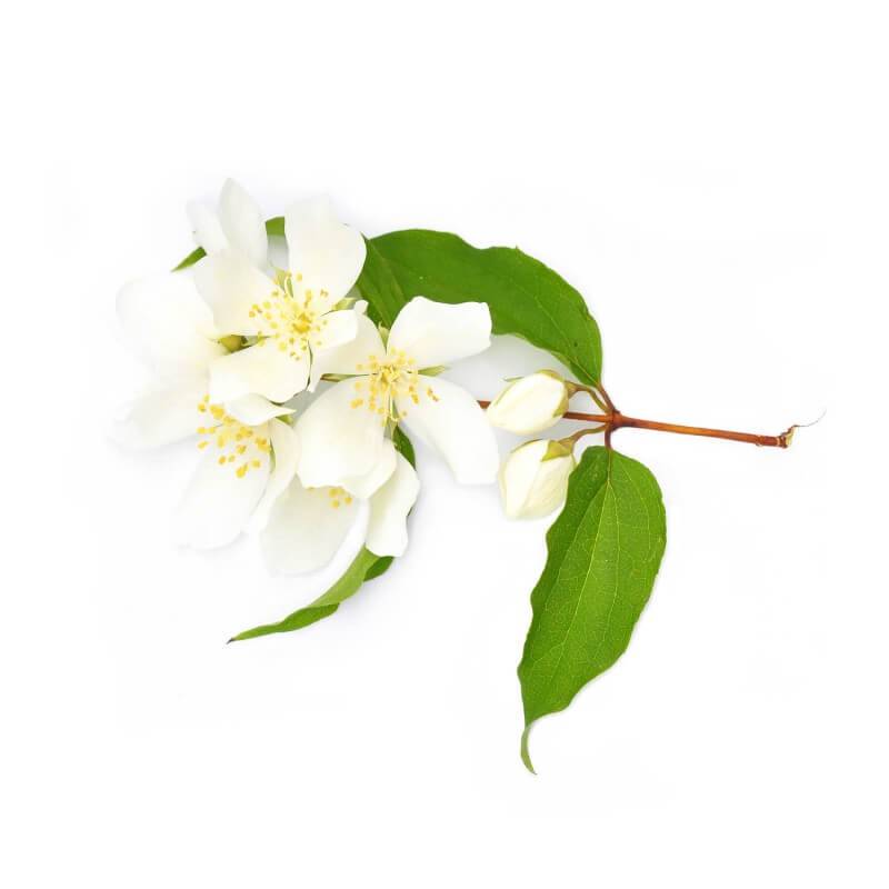 Seringat commun (Philadelphus coronarius) - Godet - Taille 10cm - Pépinières Naudet - Image 4