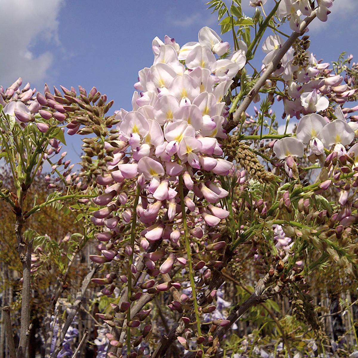 Promesse de Fleurs - Glycine du Japon - Wisteria brachybotrys Shiro-Beni Pot de 4L/5L