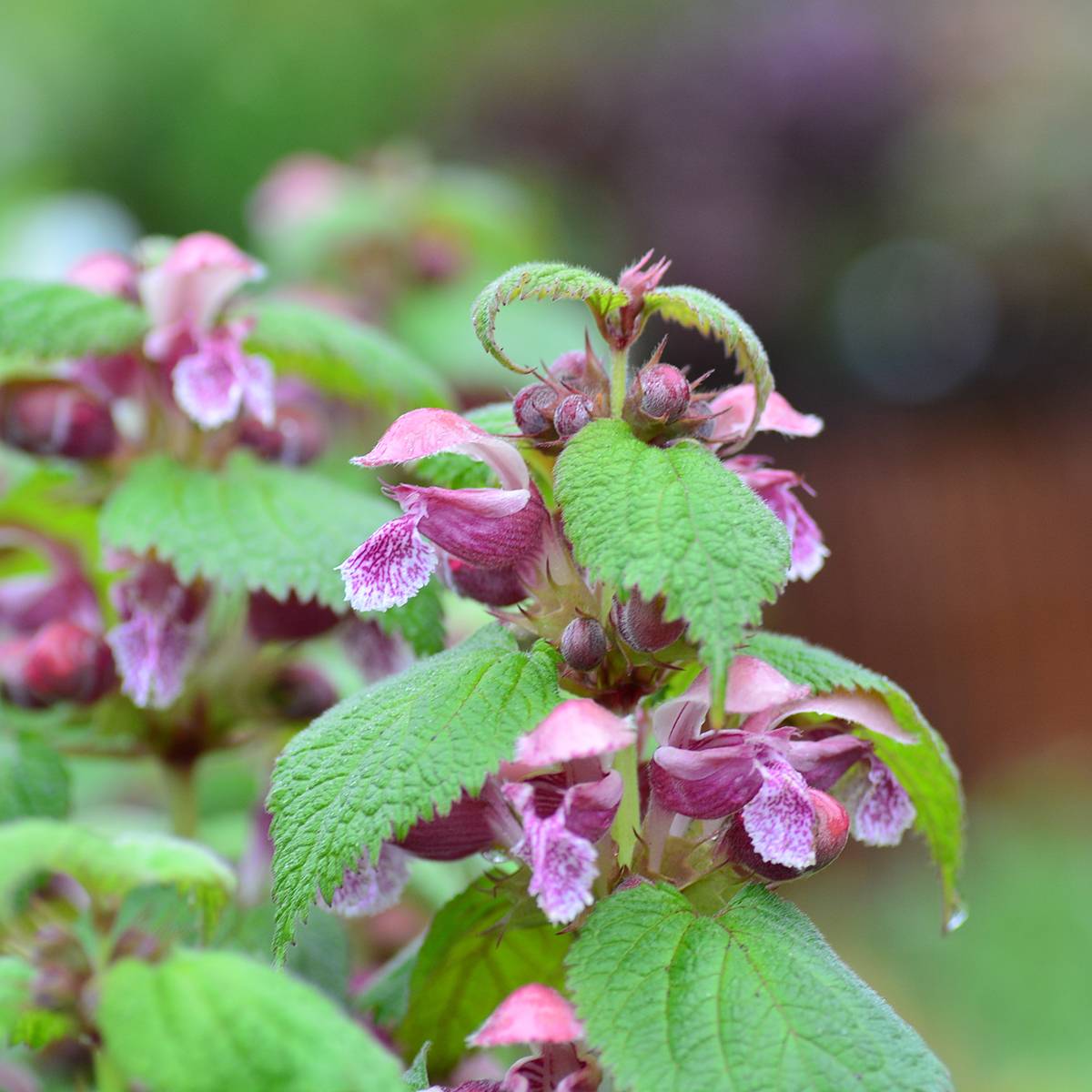 Promesse de Fleurs - Lamium orvala - Lamier orvale Godet de 8/9 cm