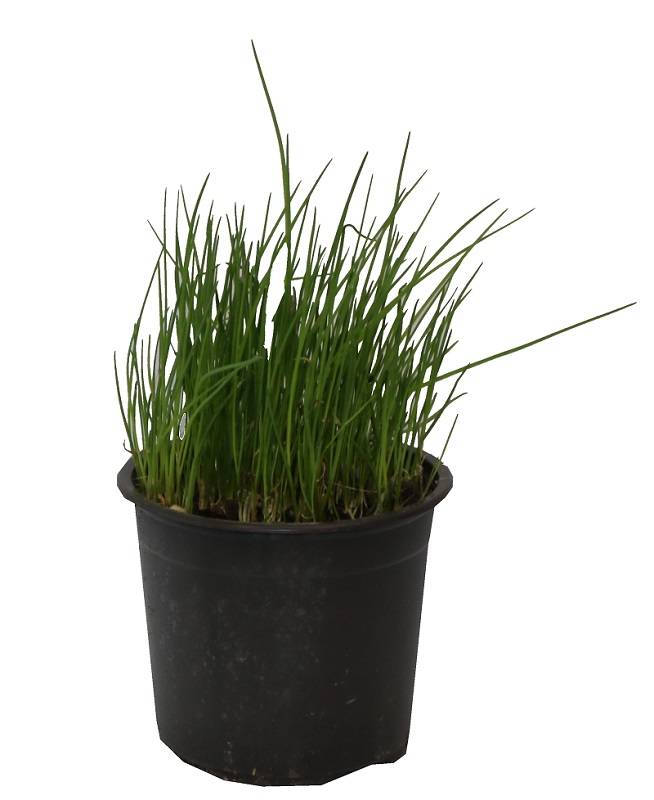 Ciboulette pot 14 cm