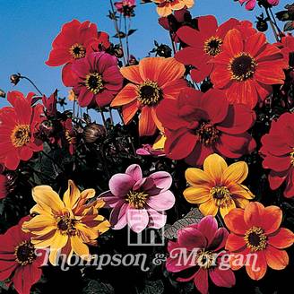 Graines de Dahlia Bishops Children mélange le sachet de 50 graines environ (0,5g)