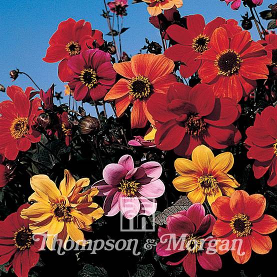 Promesse de Fleurs - Graines de Dahlia Bishops Children mélange le sachet de 50 graines environ (0,5g)