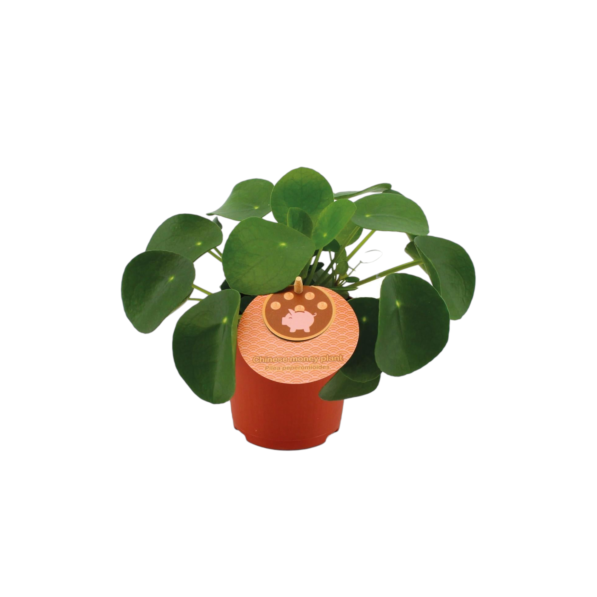 Pilea Peperomioides 15cm - Plante d'intérieur- La Green Touch