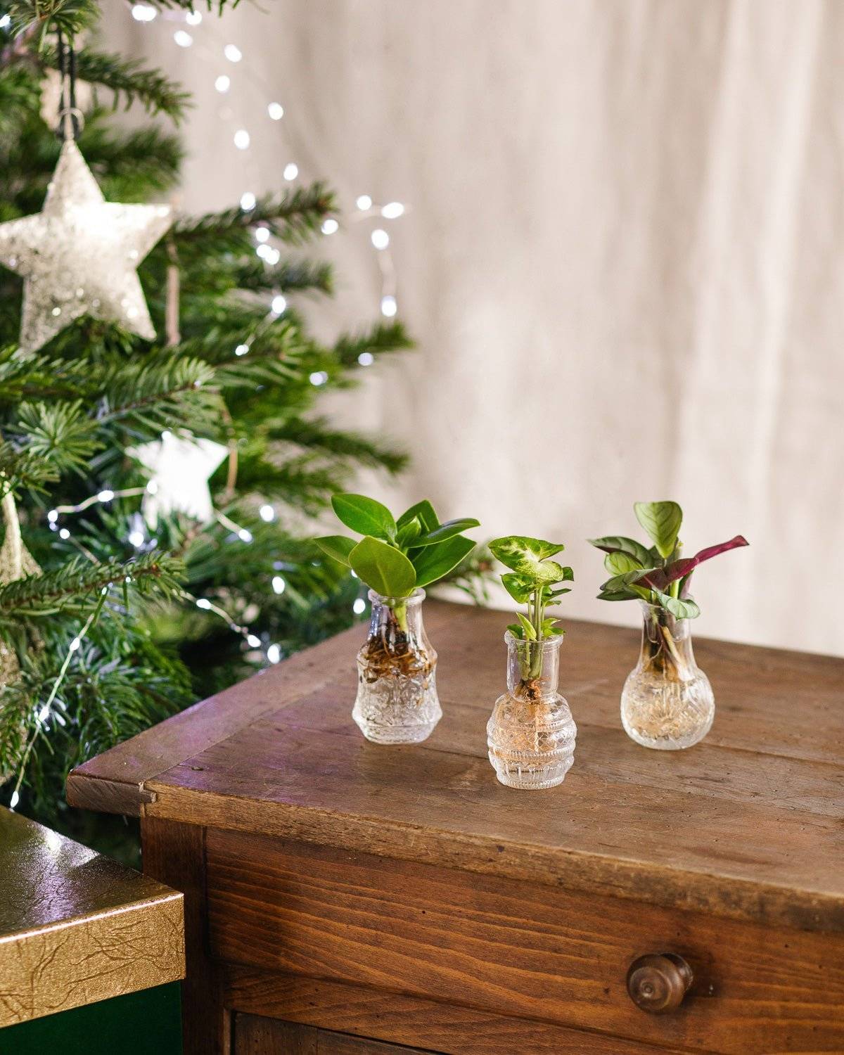 LIMA - Trio de plantes en hydroculture- La Green Touch - Image 1