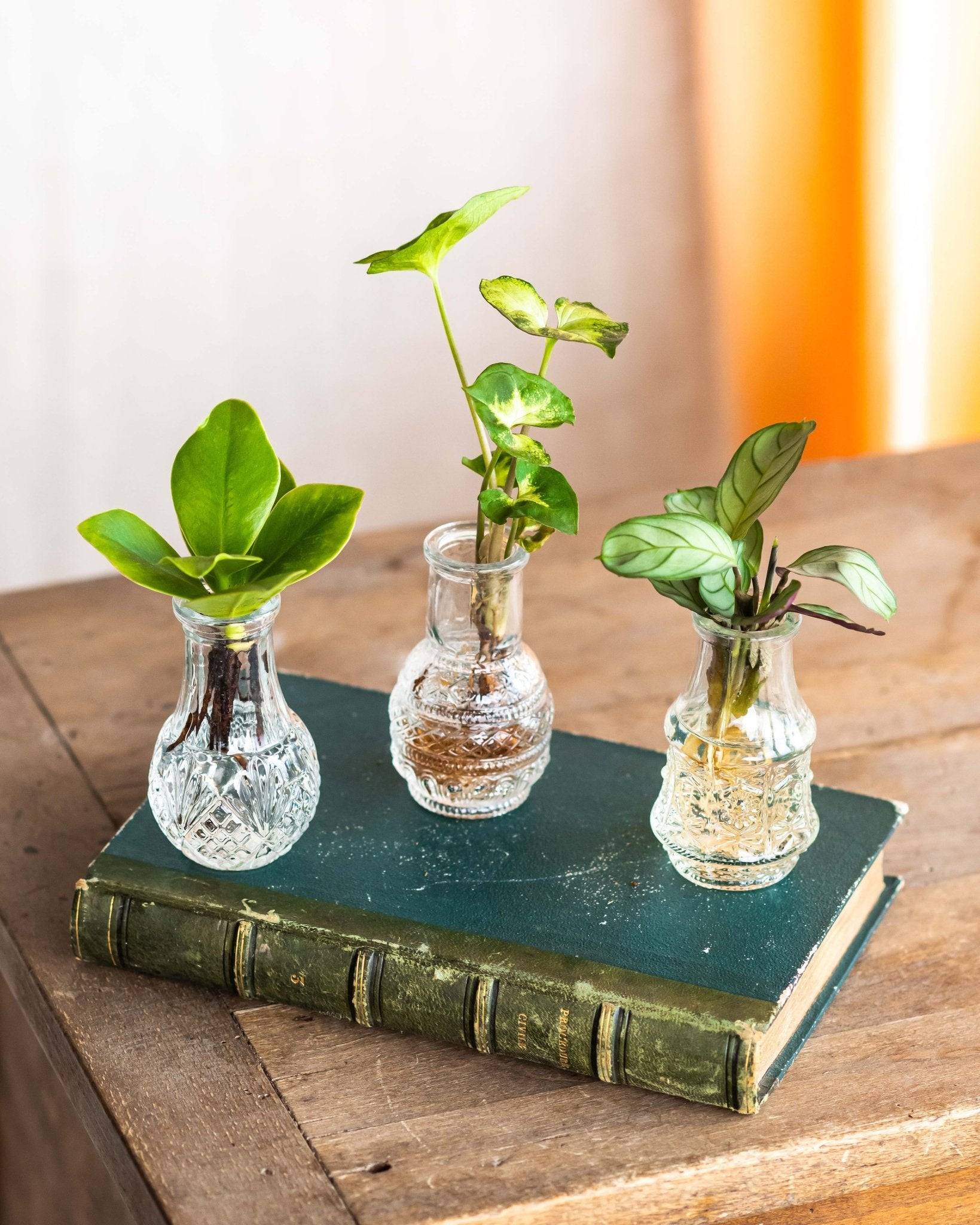 LIMA - Trio de plantes en hydroculture- La Green Touch - Image 2