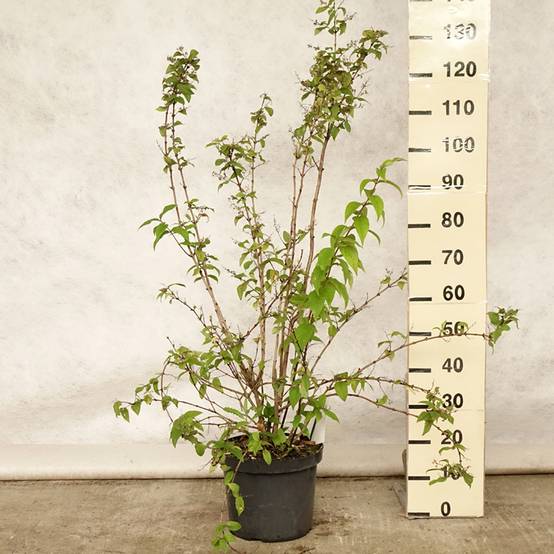 Promesse de Fleurs - Deutzia hybride Mont Rose - Deutzie Pot de 7,5L/10L - Image 2