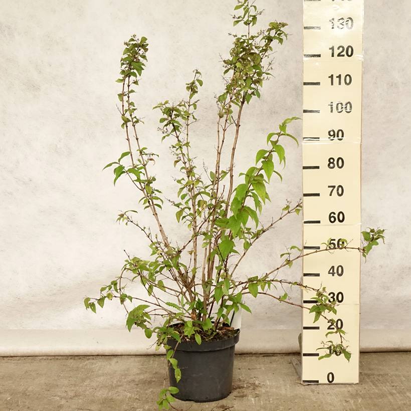 Promesse de Fleurs - Deutzia hybride Mont Rose - Deutzie Pot de 7,5L/10L - Image 2