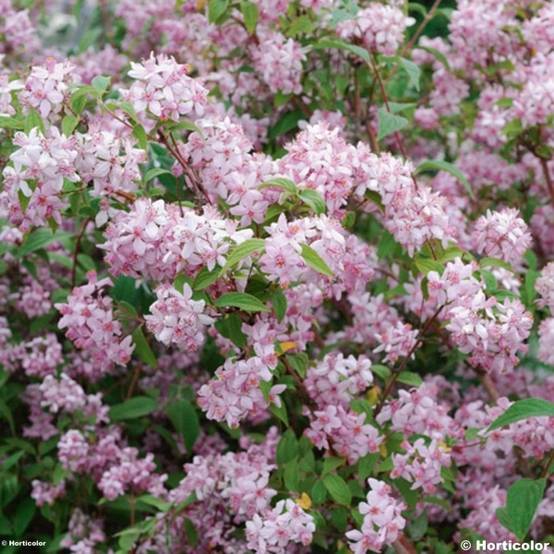 Promesse de Fleurs - Deutzia hybride Mont Rose - Deutzie Pot de 7,5L/10L - Image 1