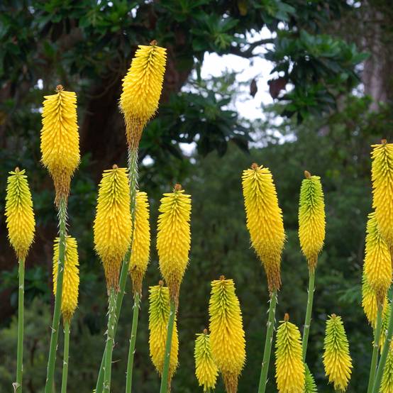 Promesse de Fleurs - Kniphofia citrina - Tritoma Godet de 8/9 cm