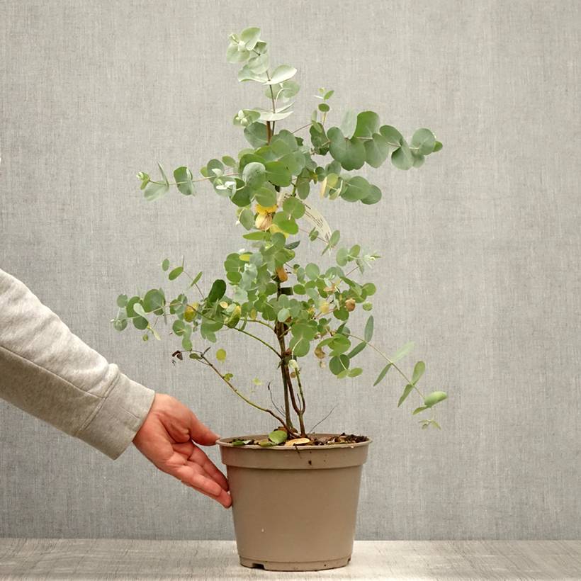 Eucalyptus cinerea Silver Dollar - Gommier cendré Pot de 2L/3L - Image 2