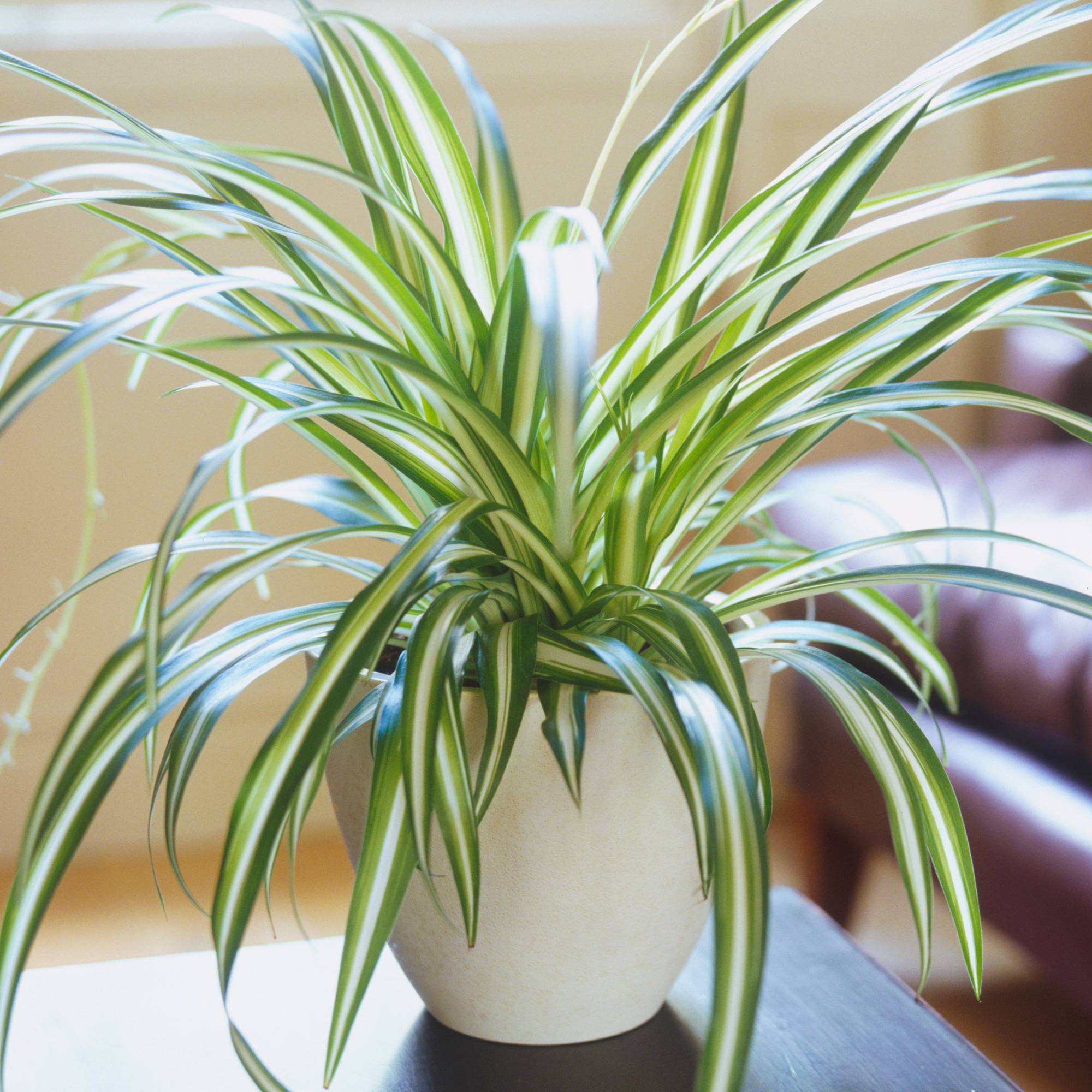 Gardenersdream - Chlorophytum Variegatum De Qualité Supérieure | Plante Araignée Au Feuillage Persistant En Pot - GardenersDream - Image 1