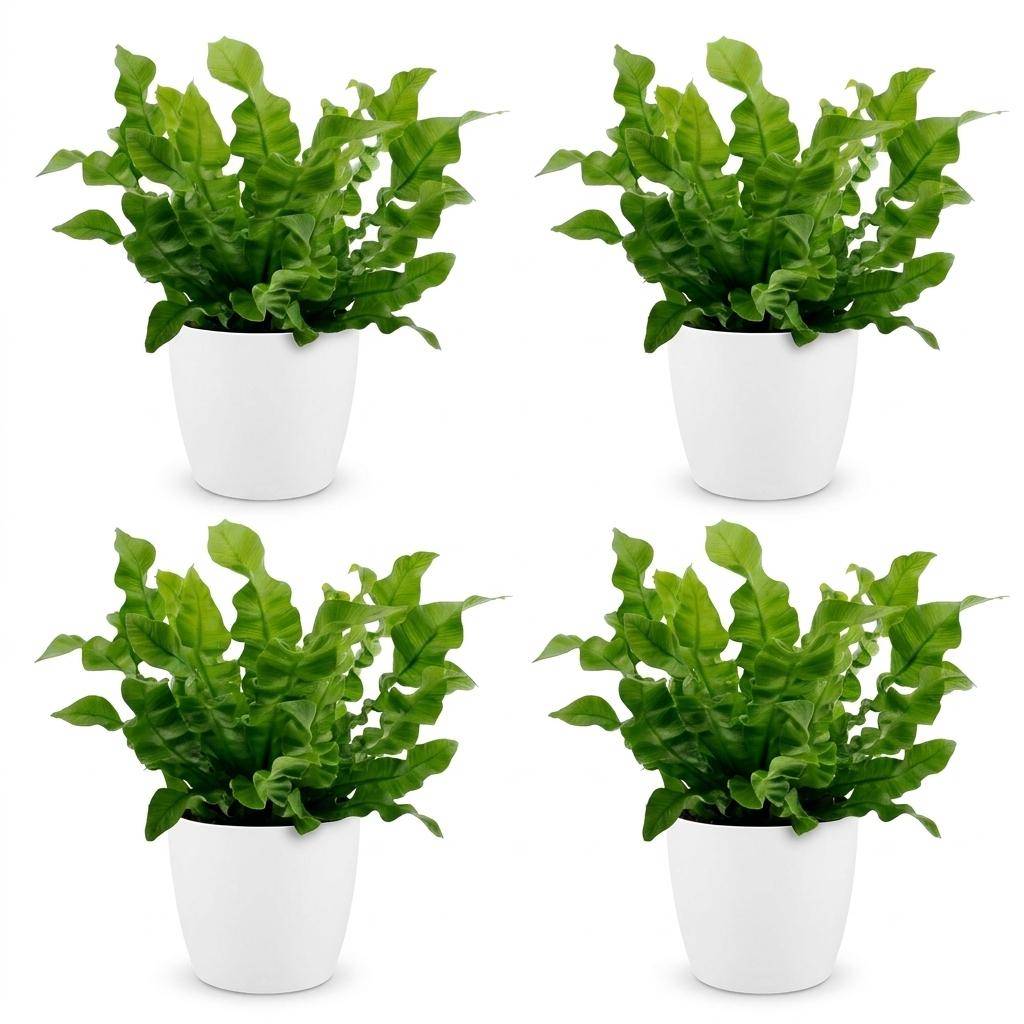 La Green Touch - Asplenium nidus Crispy Wave - Fougère nid d'oiseau - Lot de 4 plantes - Avec cache-pot blanc - Pot Ø12 cm, H 30 cm - Image 2