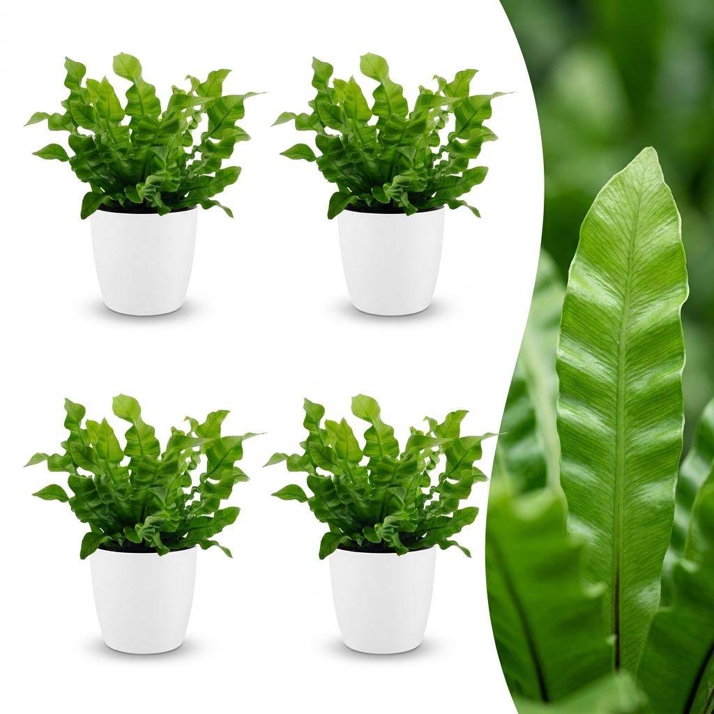 La Green Touch - Asplenium nidus Crispy Wave - Fougère nid d'oiseau - Lot de 4 plantes - Avec cache-pot blanc - Pot Ø12 cm, H 30 cm - Image 1