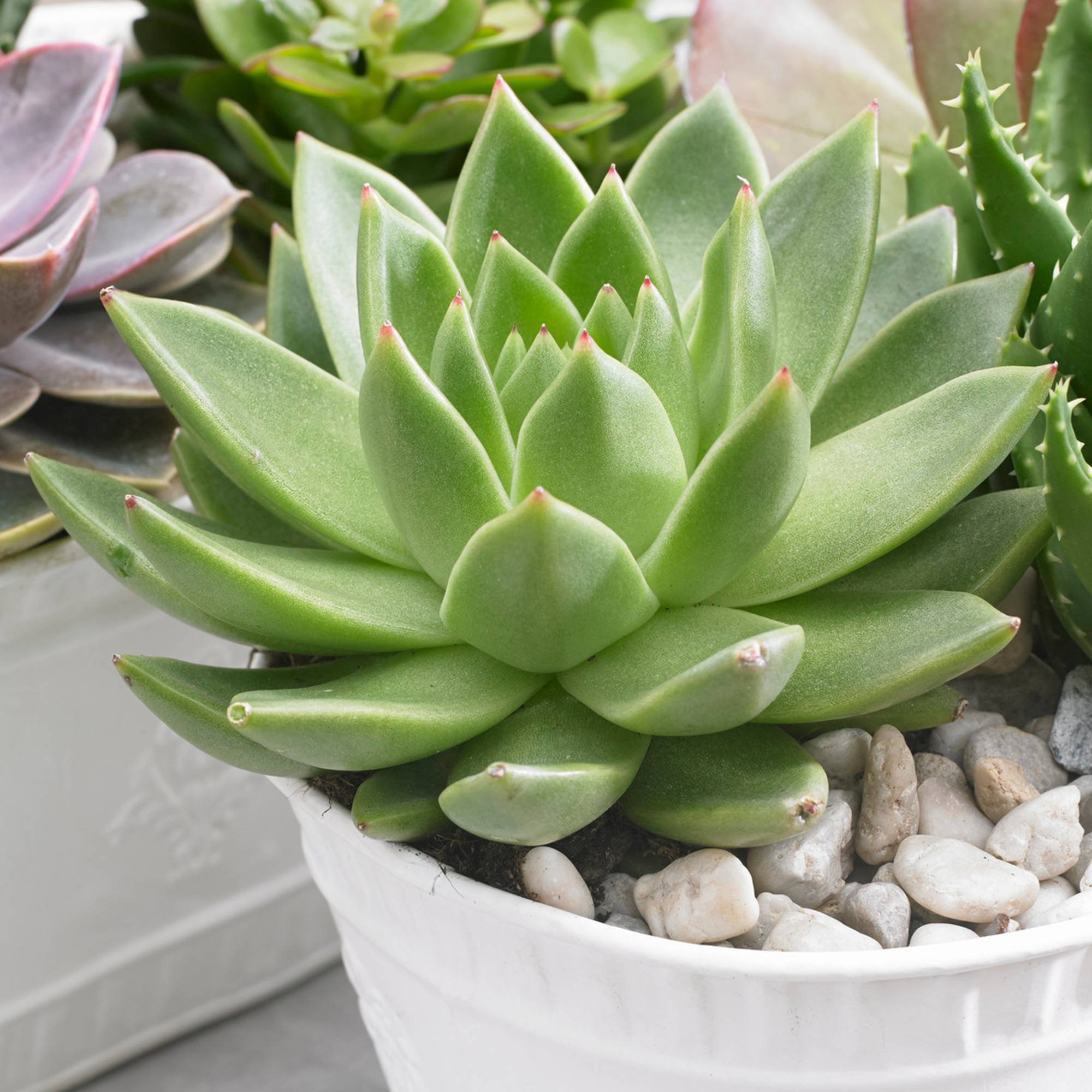 Gardenersdream - 1 X Echeveria Miranda Plante En Pot Pour La Maison Ou Le Bureau 10-20 Cm Avec Pot - GardenersDream - Image 1