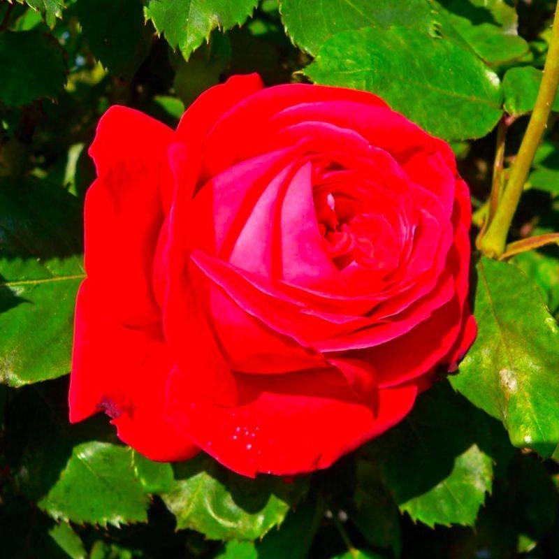 Rosier 'Dame de Coeur' - Conteneur 3L - Pépinières Naudet - Image 1