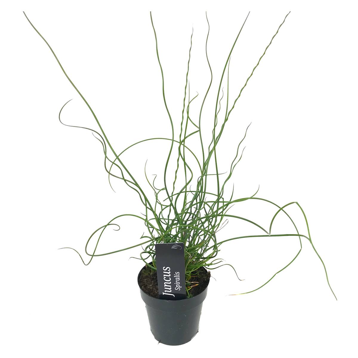 Juncus Spiralis - Jonc spiralé - Plantes de bassin - Plantes aquatiques - H. 20-30 cm - P. 9 cm
