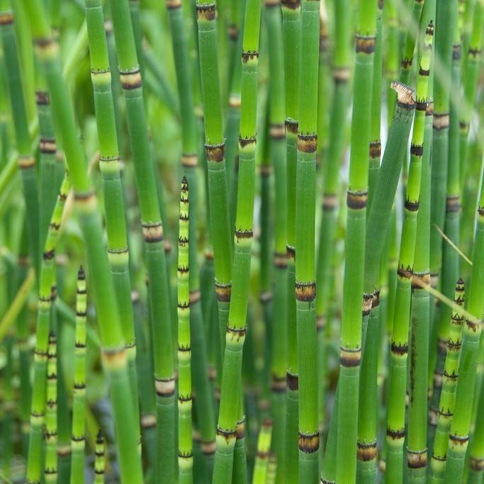 Juncus Spiralis - Jonc spiralé - Plantes de bassin - Plantes aquatiques - H. 20-30 cm - P. 9 cm - Image 3