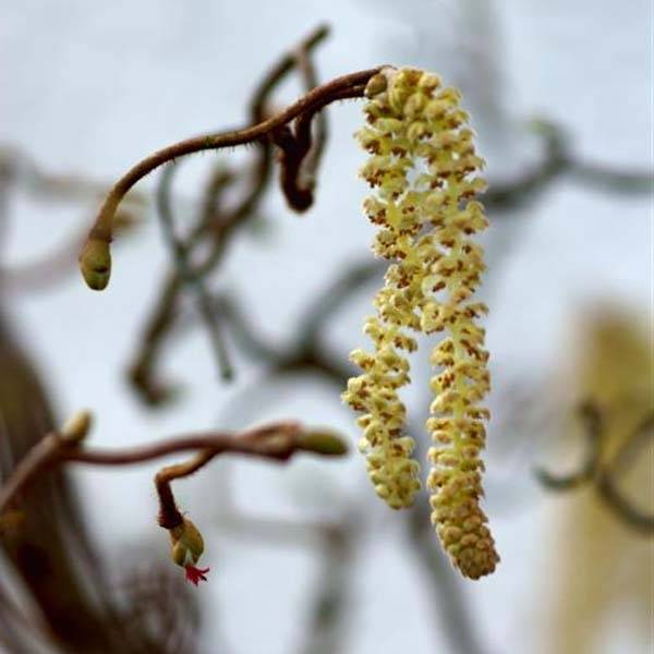 Promesse de Fleurs - Noisetier tortueux - Corylus avellana Contorta Pot de 12L/15L - Image 1