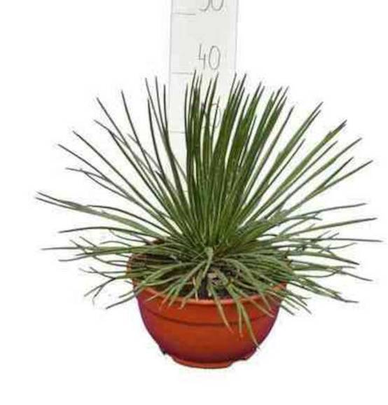0 - Agave géminiflora Pot de 20L - 50/60cm - Image 1