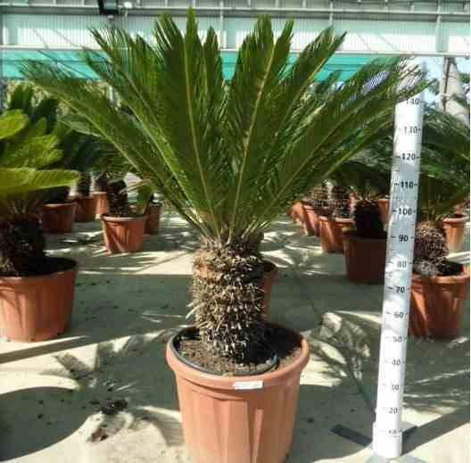 Sans Marque - Cycas revoluta (Cycas du japon-Sagou) Taille:Pot de 45L - Tronc de 30/40 cm - 100/125 cm - Image 5