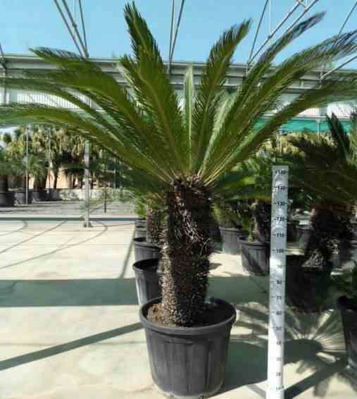 Sans Marque - Cycas revoluta (Cycas du japon-Sagou) Taille:Pot de 45L - Tronc de 30/40 cm - 100/125 cm - Image 8