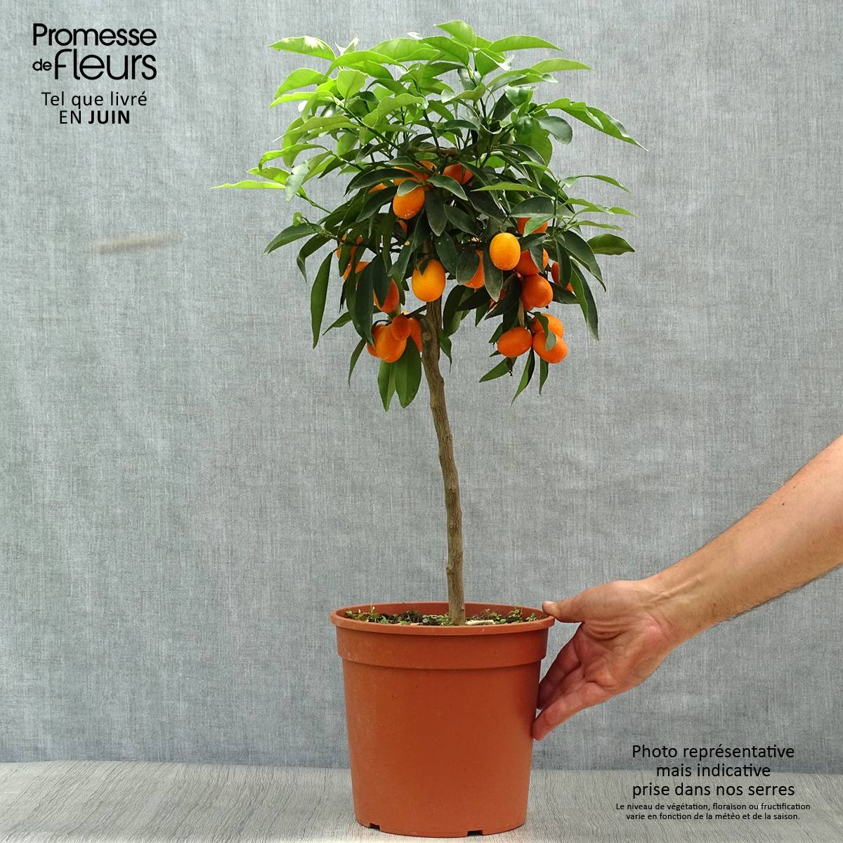 Promesse de Fleurs - Kumquat à fruits ovales - Fortunella margarita Pot de 4L/5L, 1/4 de tige - Image 2