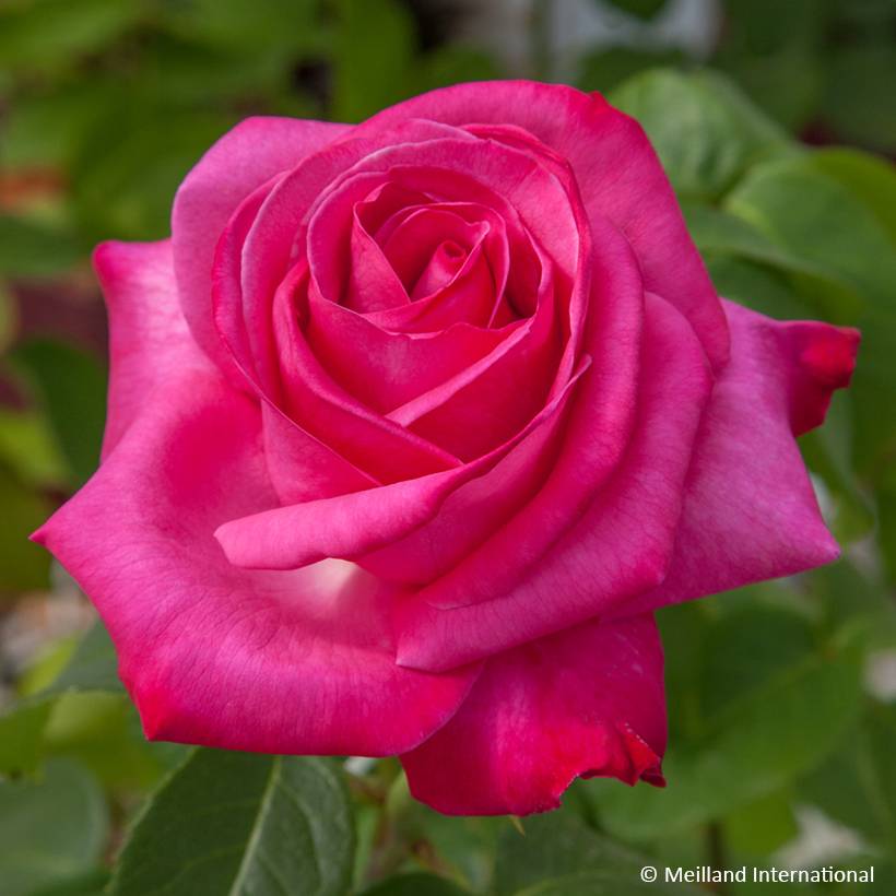 Promesse de Fleurs - Rosier à grandes fleurs Caprice de Meilland Racines nues en motte