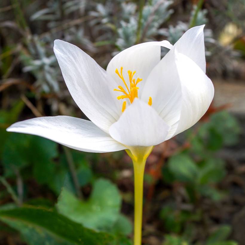Promesse de Fleurs - Crocus botanique ochroleucus - Crocus d'automne Bulbe calibre 5+ (par 15)