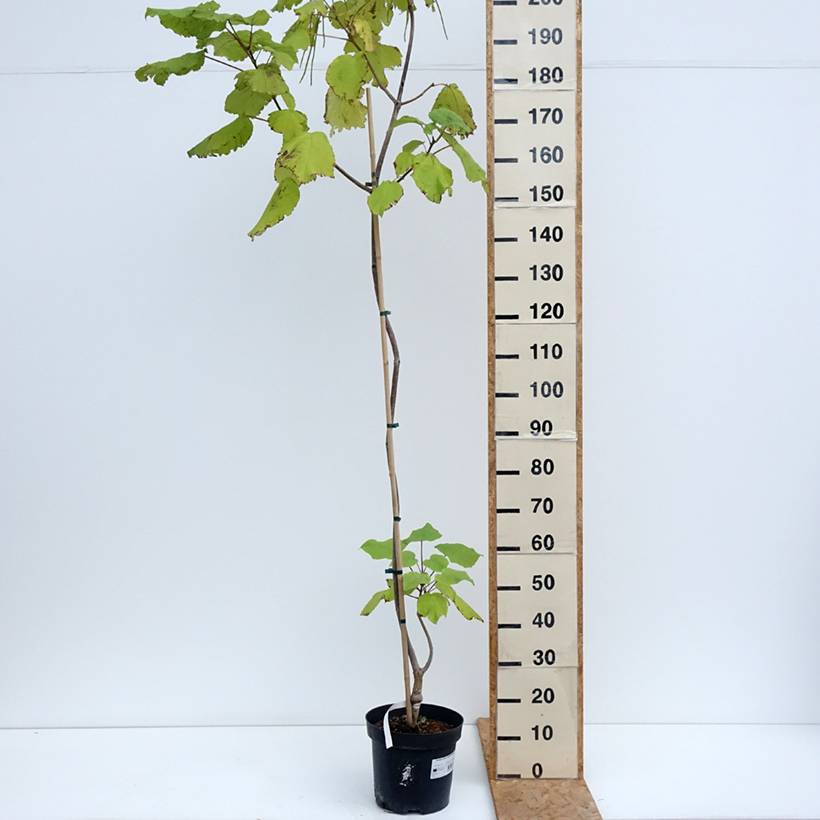 Catalpa ovata Slender Silhouette - Catalpa de Chine Pot de 7,5L/10L - Image 2