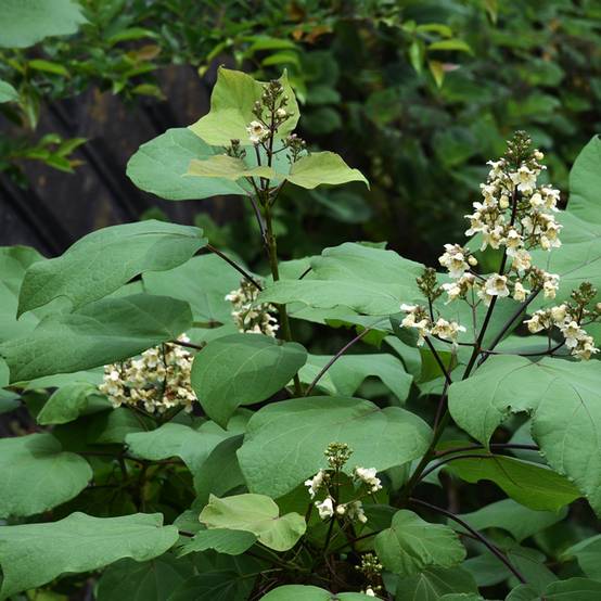 Catalpa ovata Slender Silhouette - Catalpa de Chine Pot de 7,5L/10L - Image 1