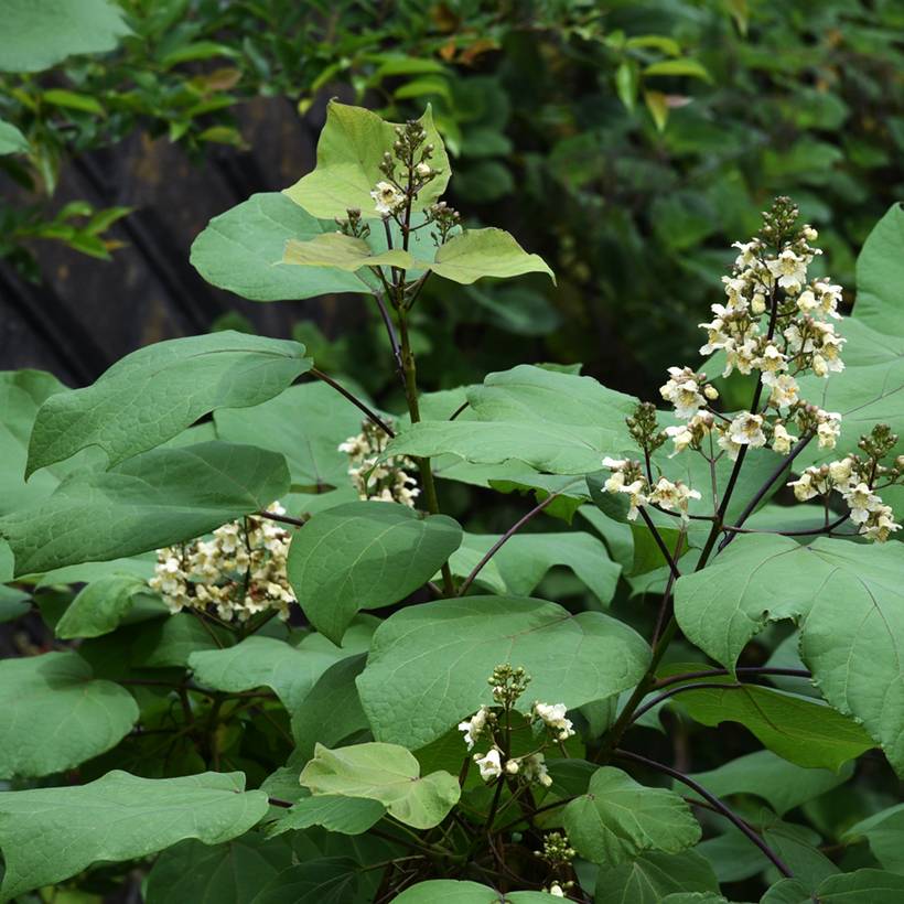 Catalpa ovata Slender Silhouette - Catalpa de Chine Pot de 7,5L/10L
