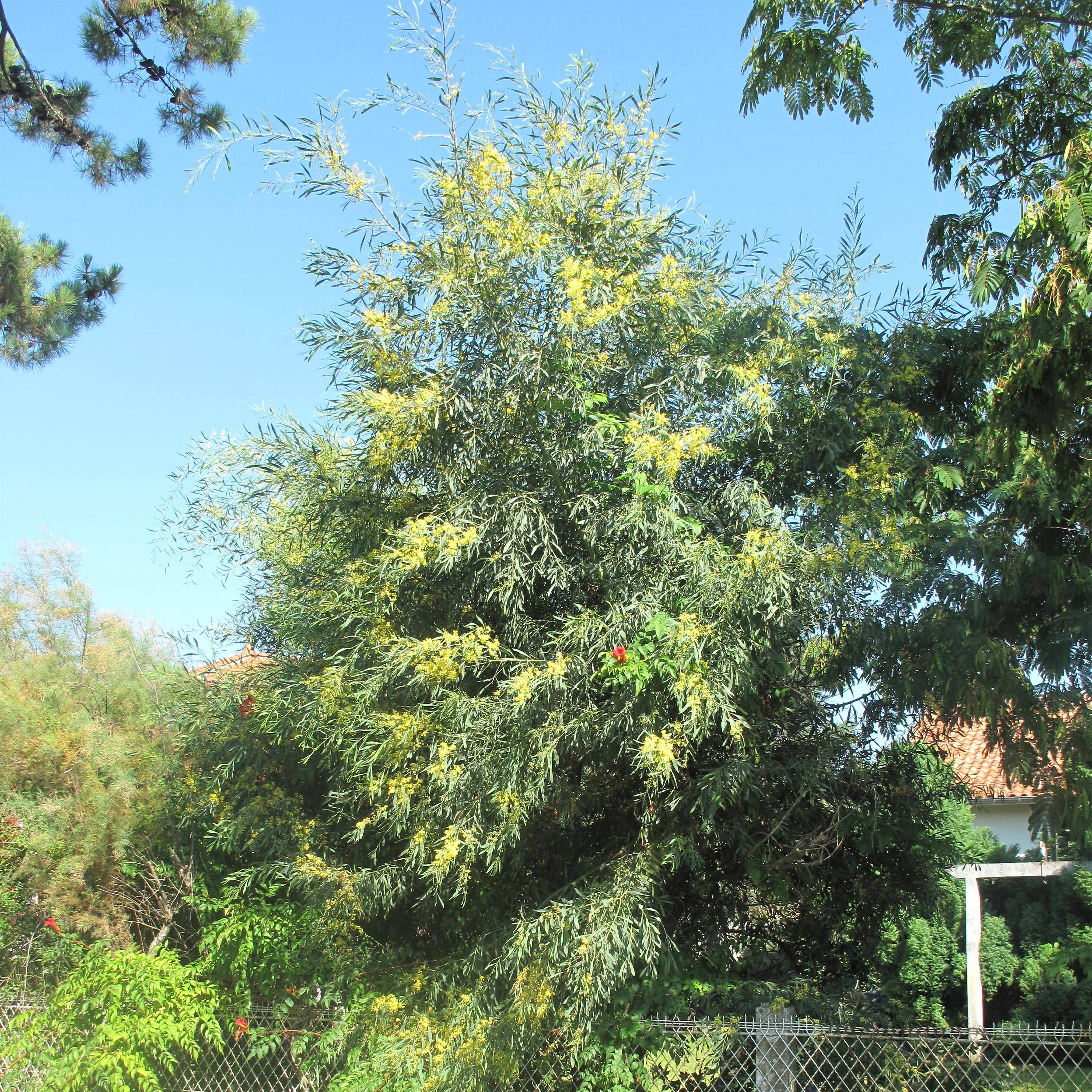 Promesse de Fleurs - Mimosa des 4 saisons - Acacia retinodes Pot de 2L/3L
