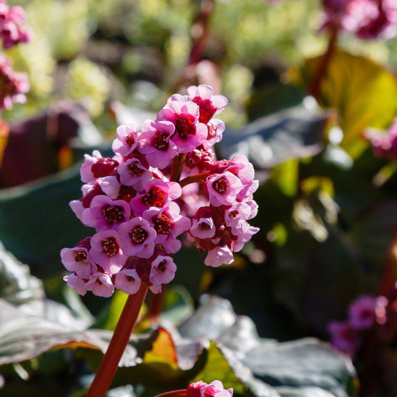 3 Bergenias 'Spring Fling' (Bergenia 'Spring Fling') - Lot de 3 vivaces - Pépinières Naudet
