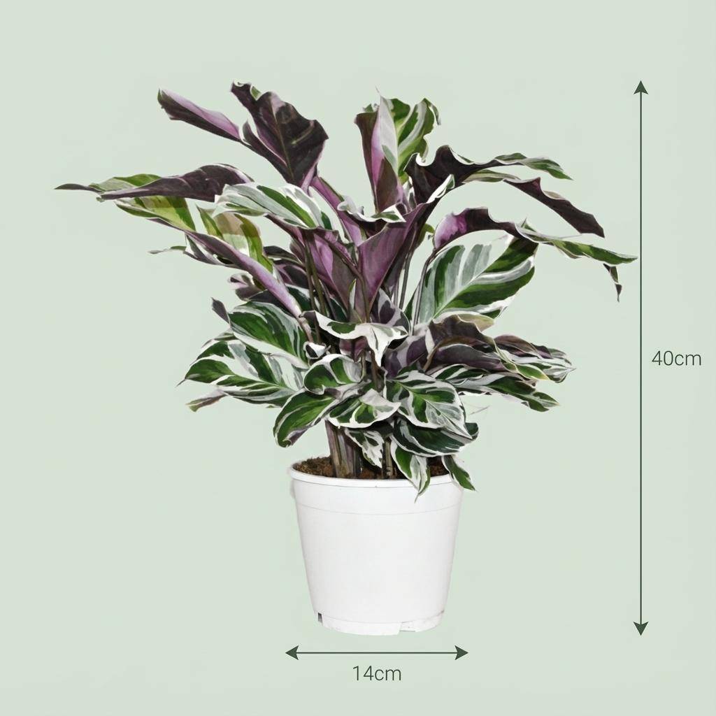 Calathea Fusion blanc - Ø14cm - ↕40cm - Plantes d’intérieur - Image 4